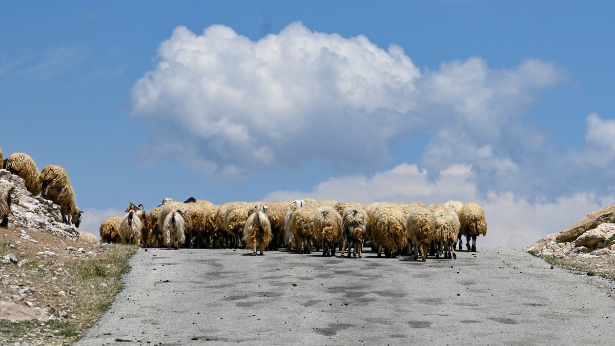 A herd of sheep