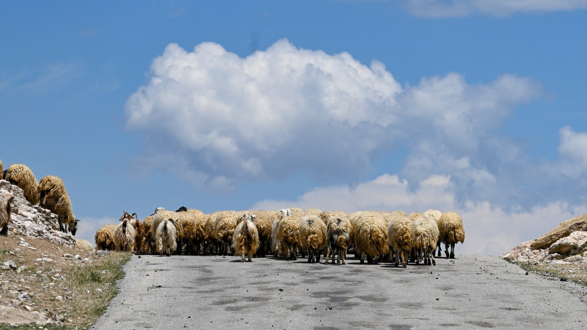 A herd of sheep