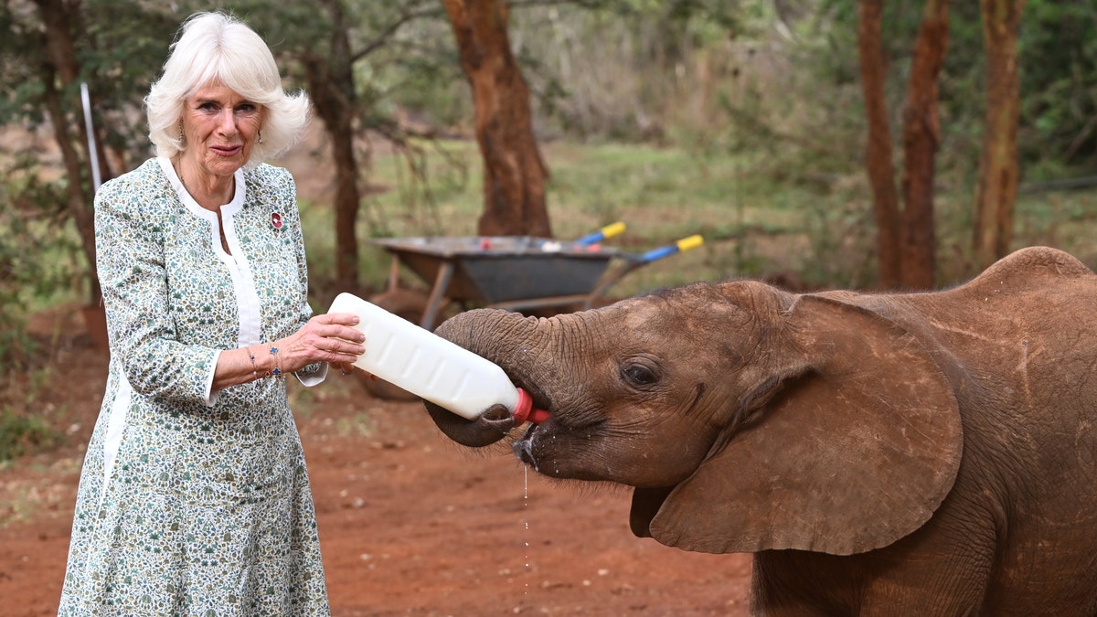 queen camilla feeds a baby elephant in kenya