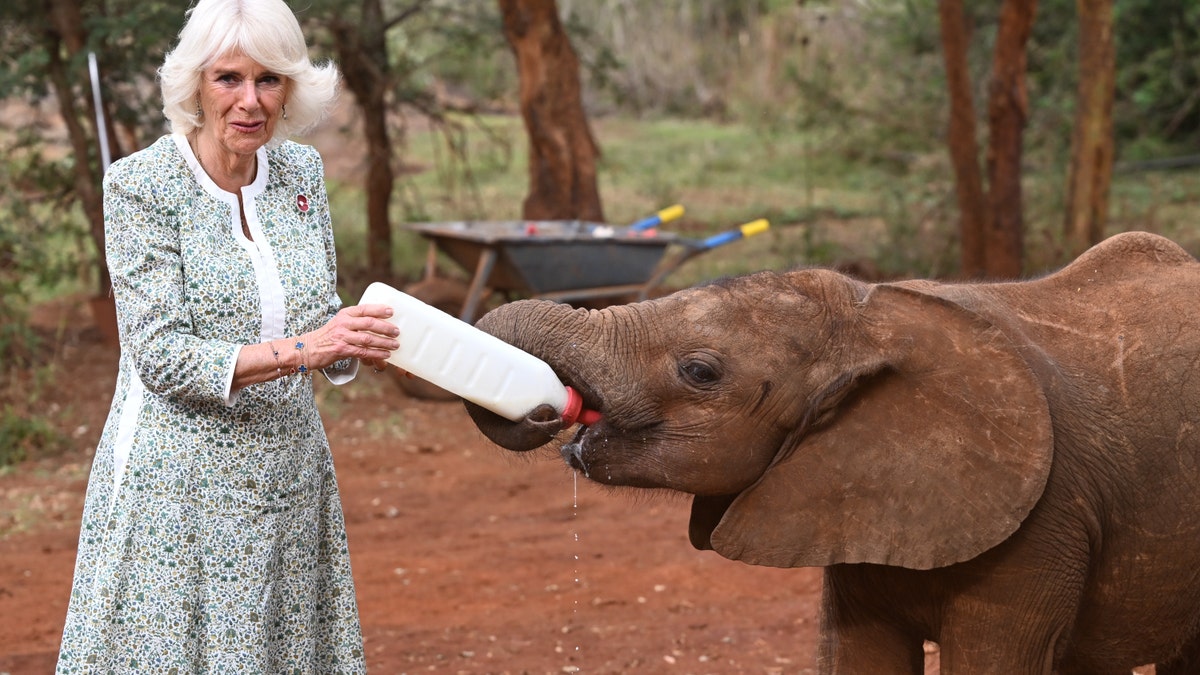 queen camilla feeds a baby elephant in kenya