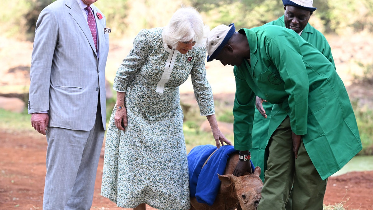 Re Carlo, la regina Camilla, accarezza un cucciolo di rinoceronte in Kenya