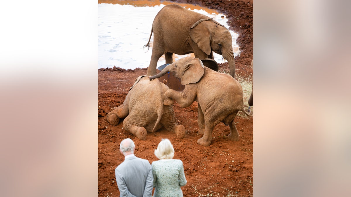 king charles queen camilla watching elephants take mud baths