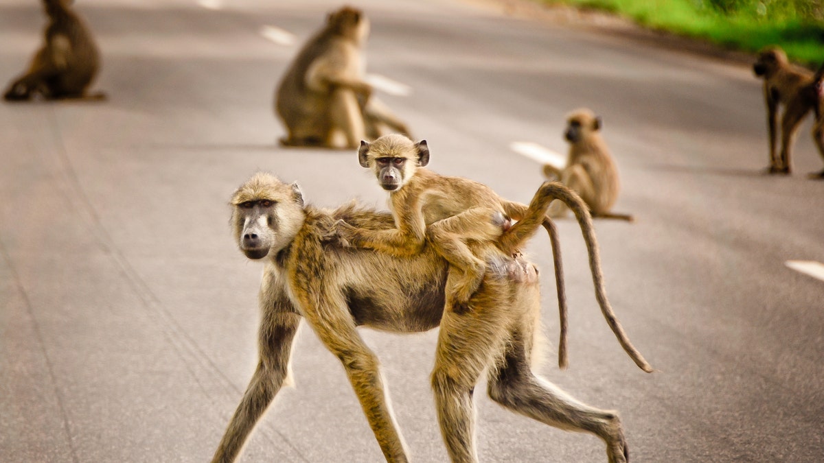 baboons on road