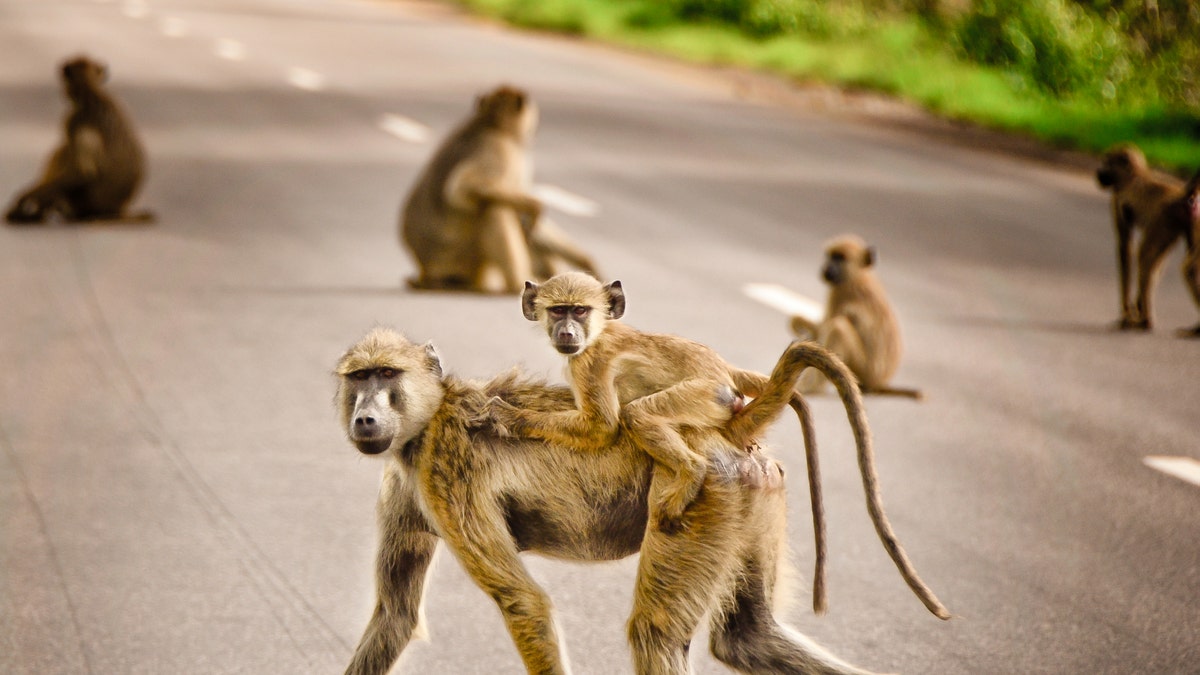 baboons on road