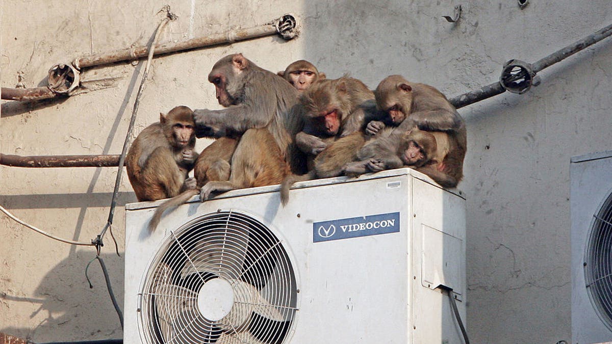 Troop of monkey on air conditioner