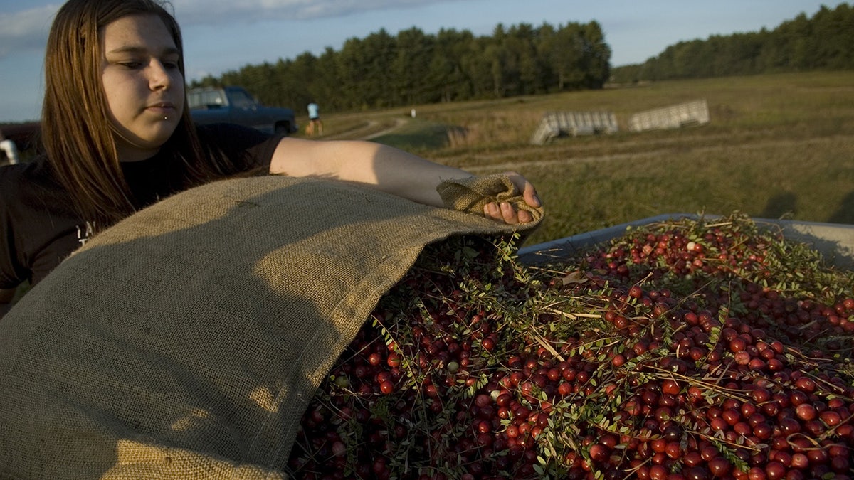 Cranberry harvest