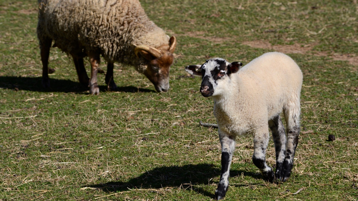 A mini lamb trots connected grass