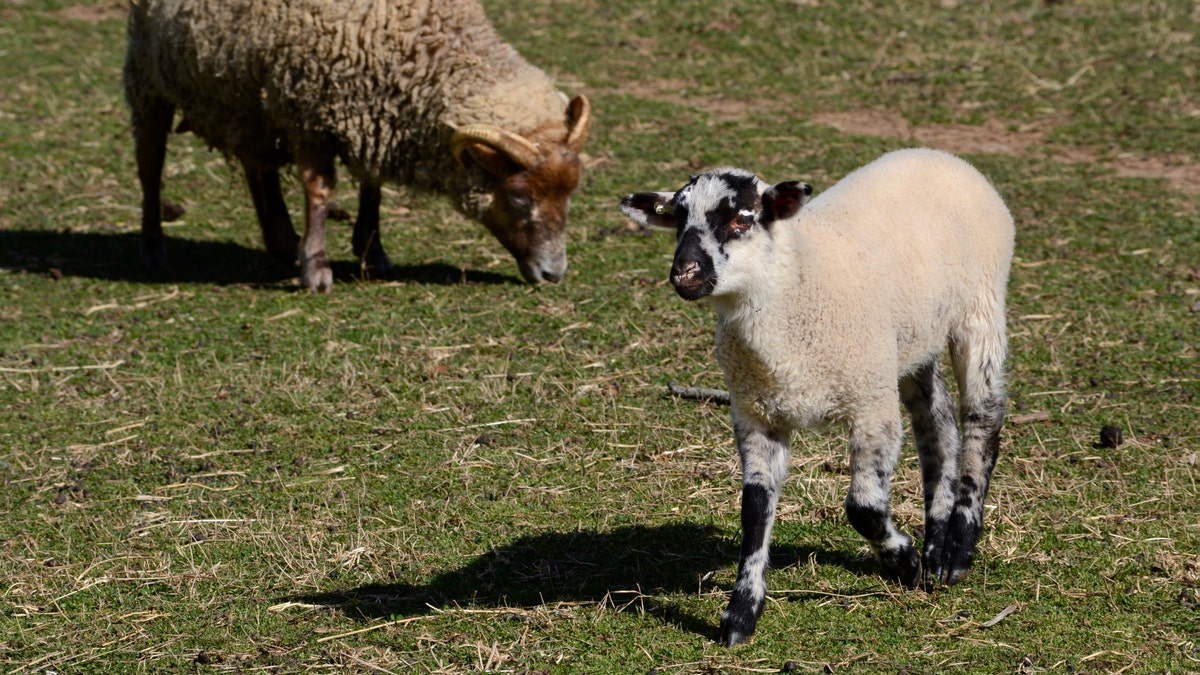 A small lamb trots on grass