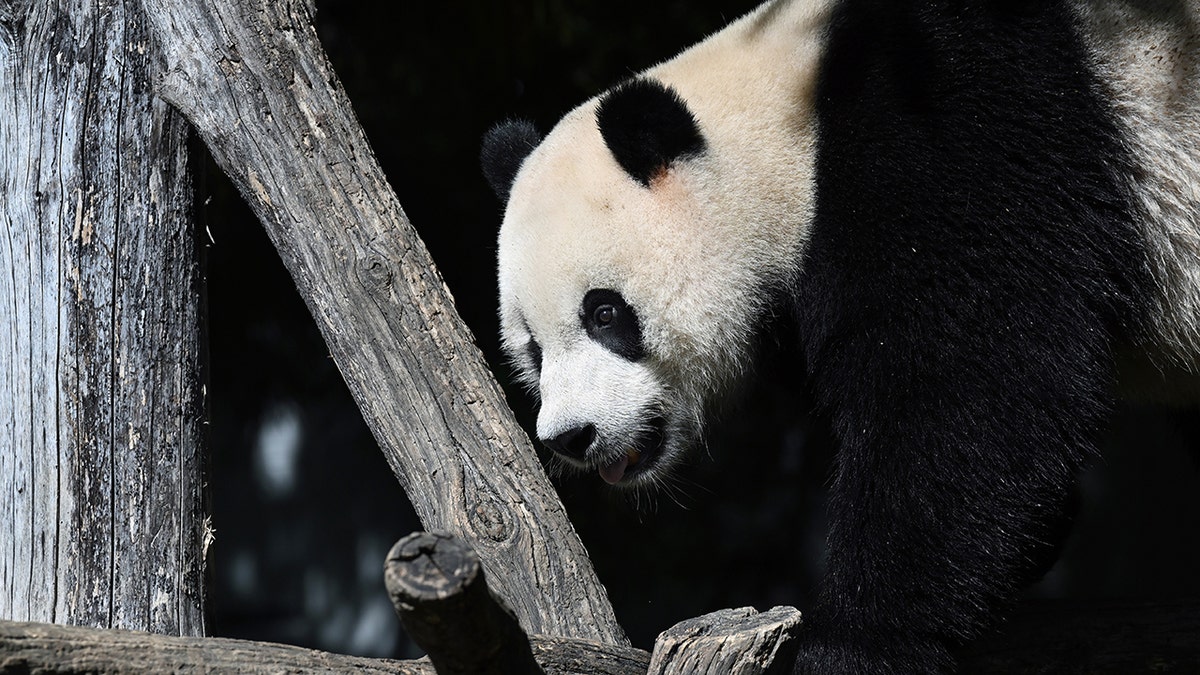 Giant panda Xiao Qi Ji seen in DC's National Zoo