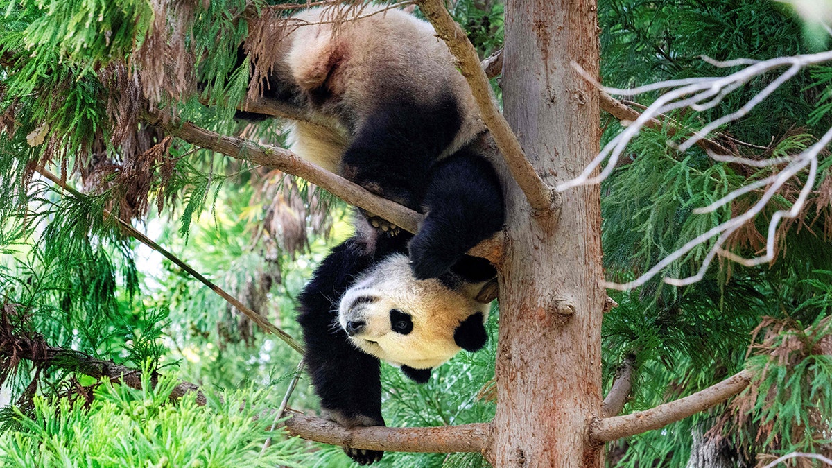 Giant panda Xiao Qi Ji seen in DC's National Zoo