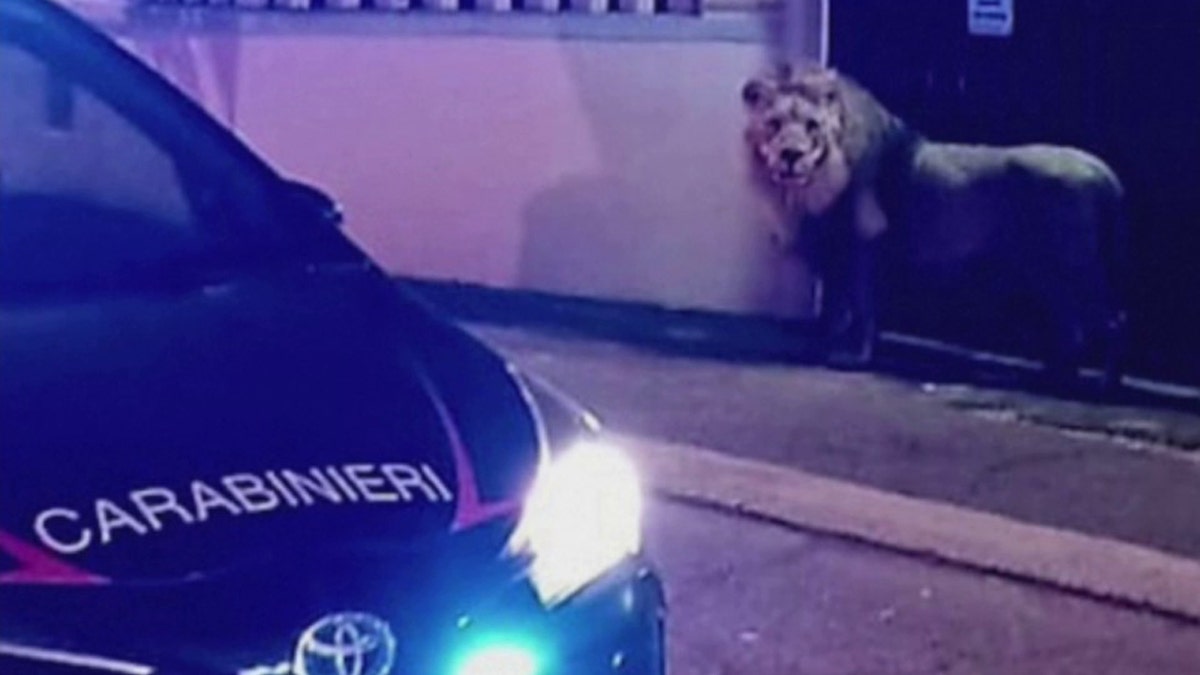 Kimba, a circus lion, caught on camera prowling street
