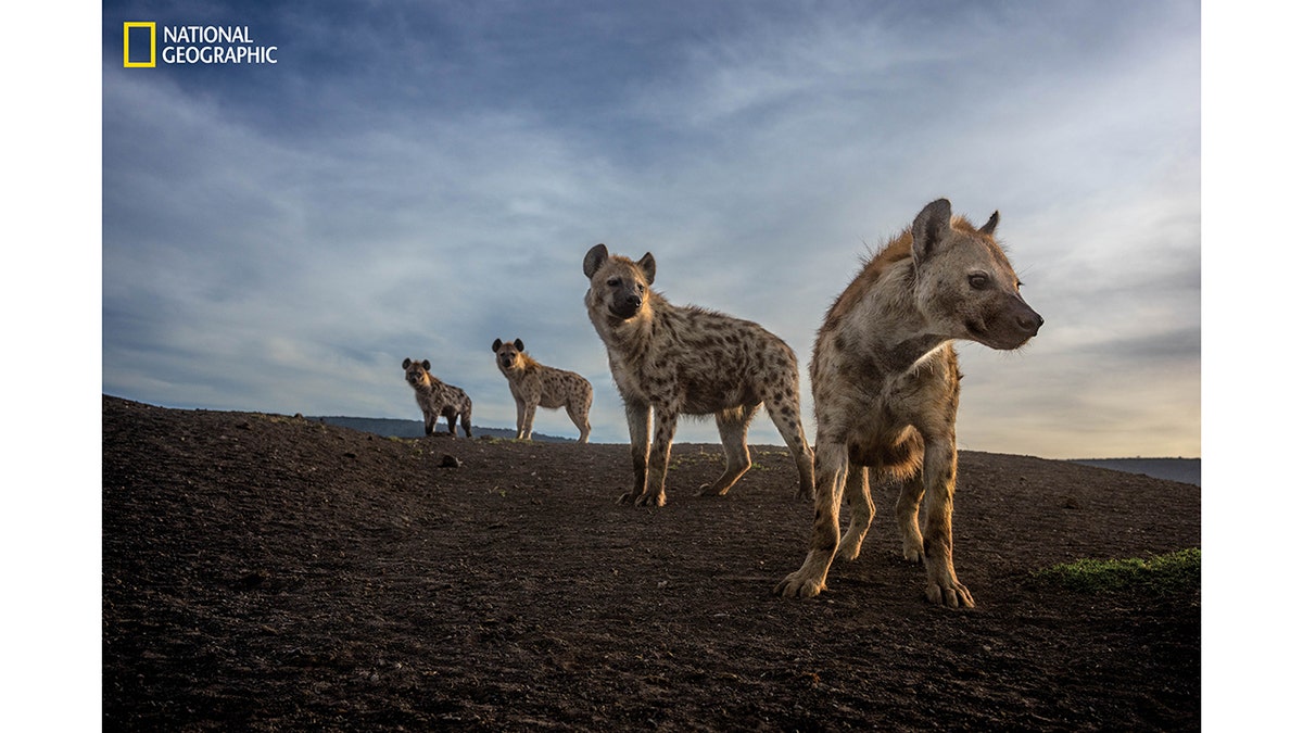 hyenas