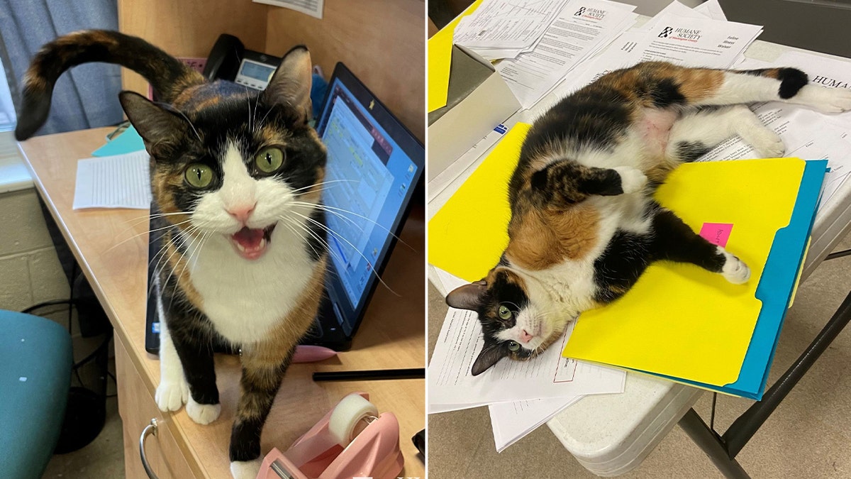 Cat meowing at camera split with a picture of her flopping on papers