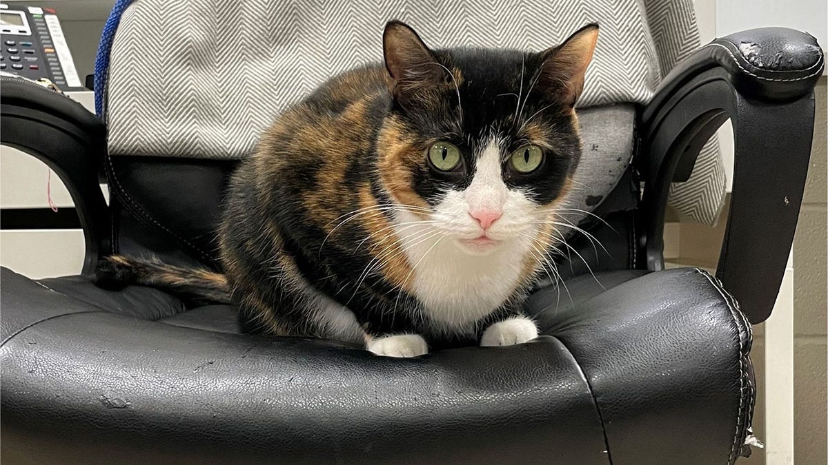 Tri-colored cat looking very stern sitting on office chair