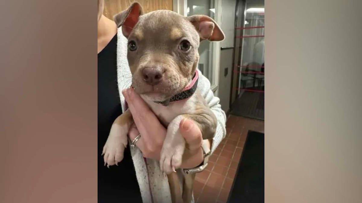 Puppy left in dumpster in Michigan