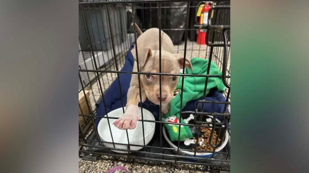Puppy abandoned in Michigan dumpster
