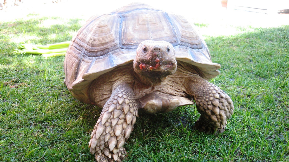 Tiptoe smiling with food on his face