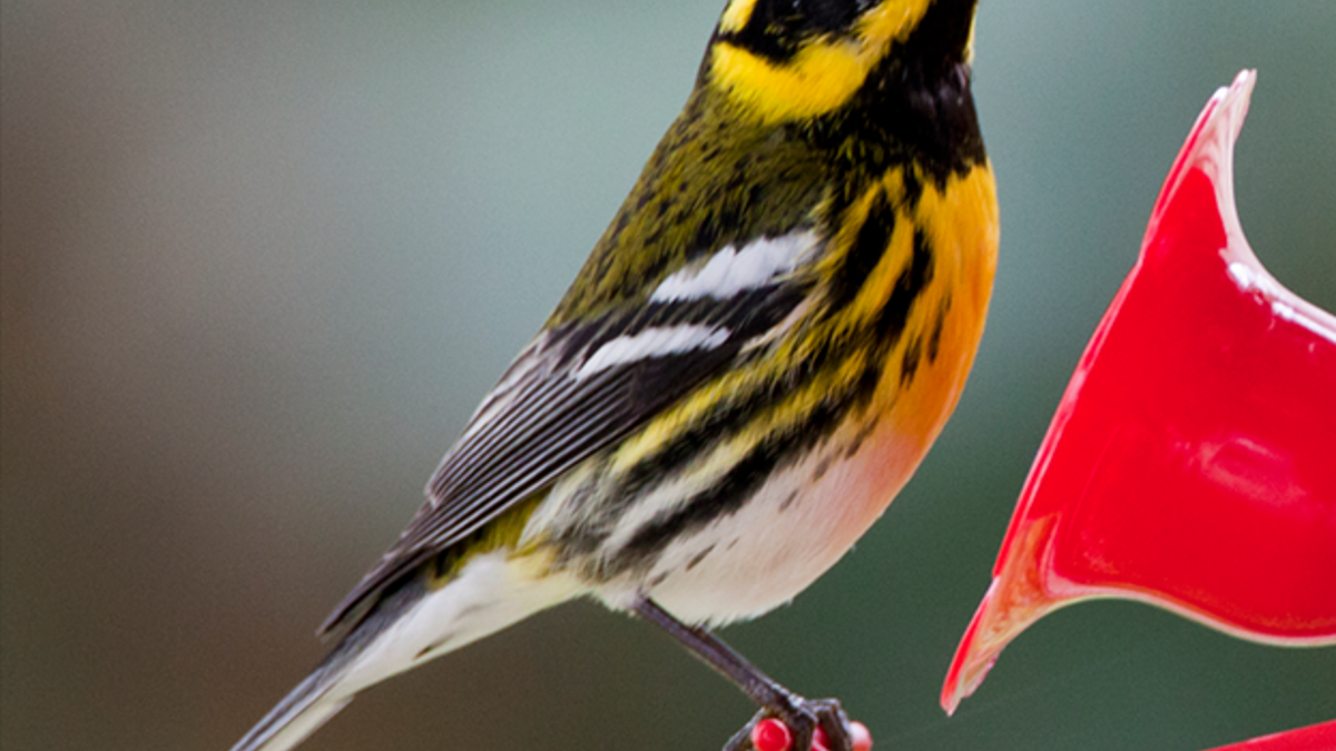 Townsend's Warbler