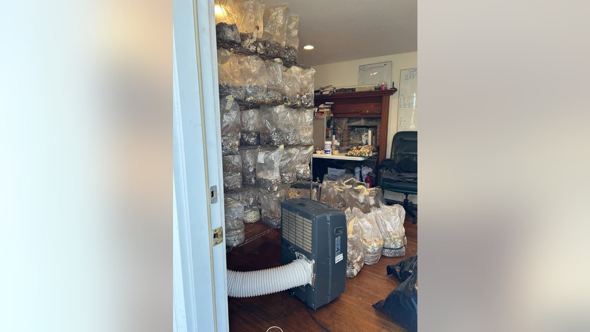 A ventilator and several bags of alleged illegal "magic mushrooms" fill a room