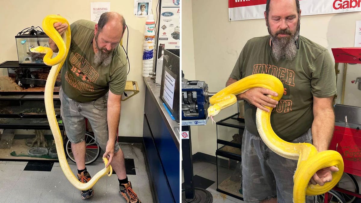 albino python with handler in two photos