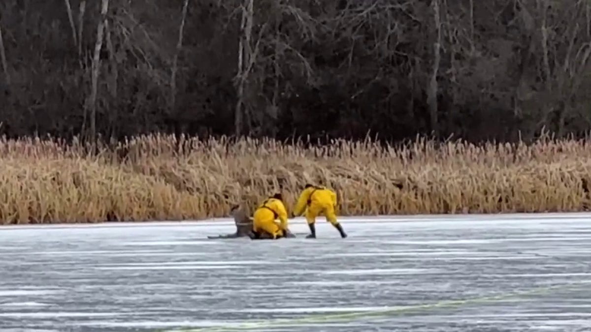Firefighters rescuing a deer