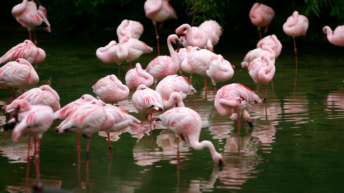 Flamingos standing in a pond at Busch Gardens