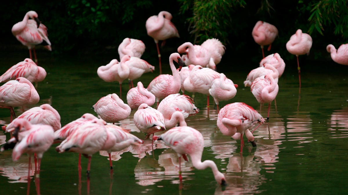 Flamingos standing in a pond at Busch Gardens