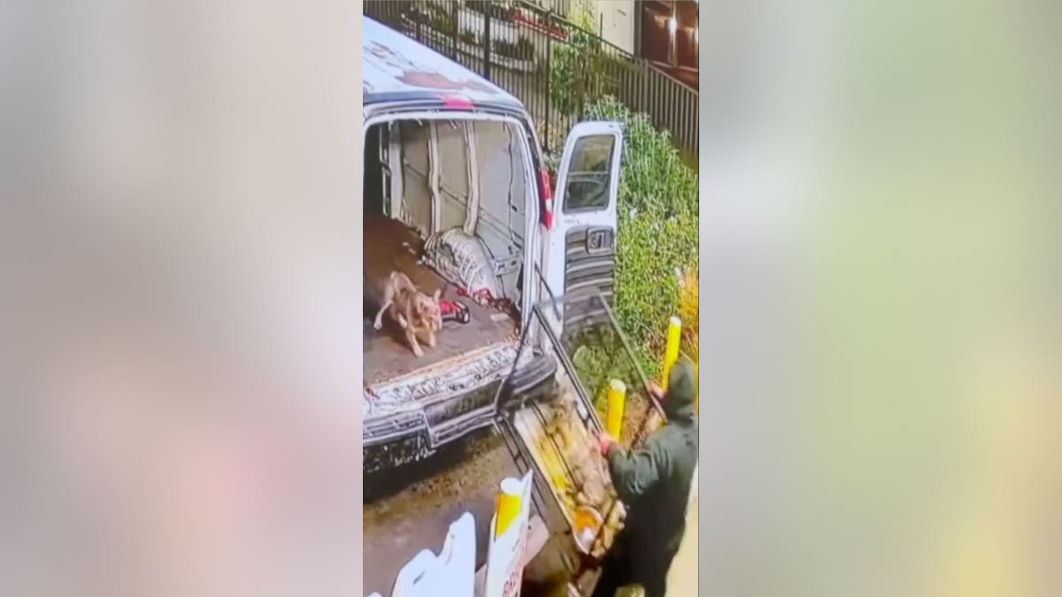 One puppy outside cage in pet store heist