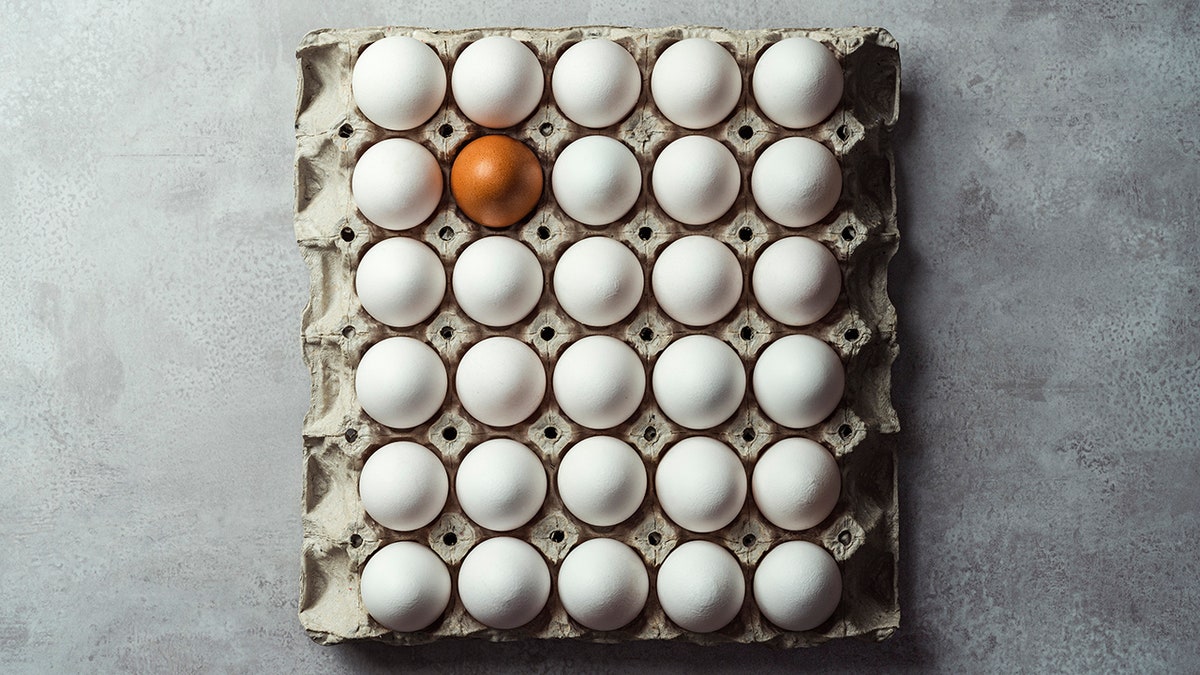 Box of white eggs with one brown egg