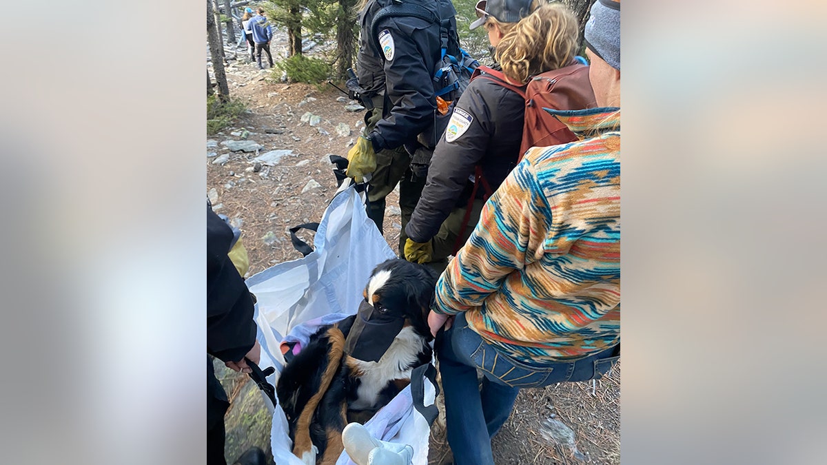 rescuers carrying dog down mountain trail