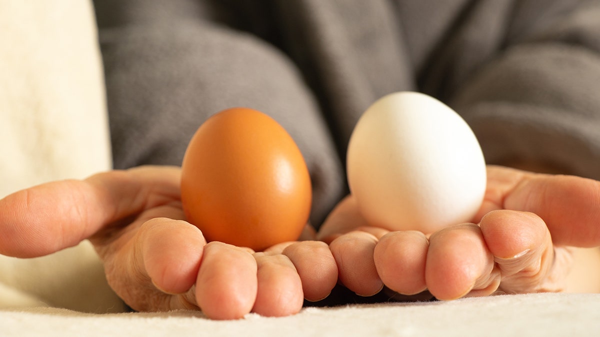 Two chicken eggs in old woman's hands, close up of chicken eggs