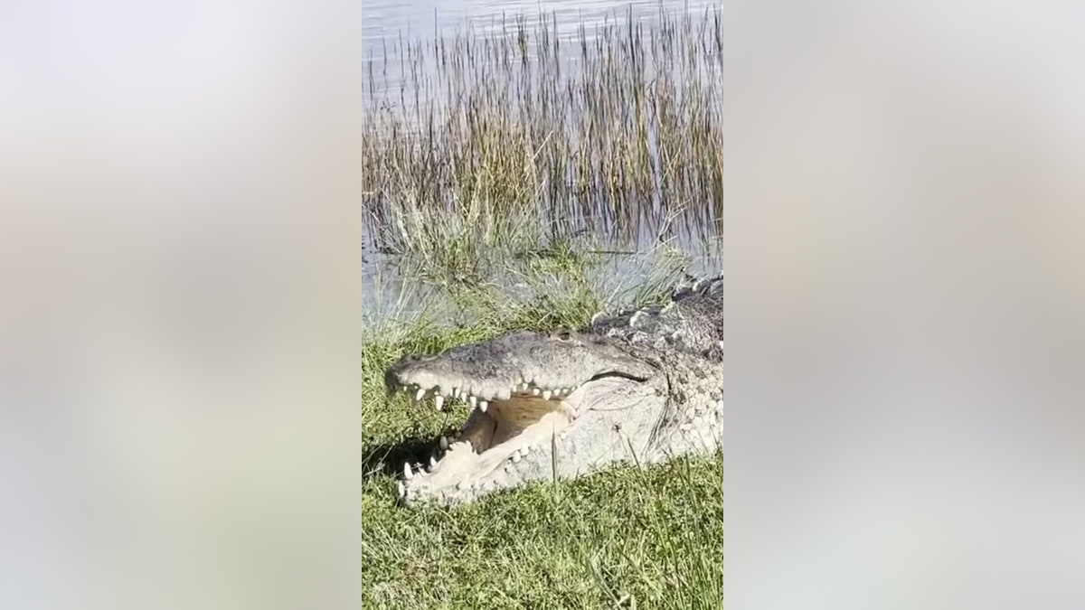 American crocodile "Croczilla"