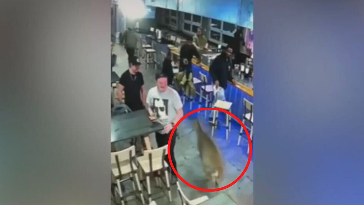 WATCH: Deer crashes through Virginia seafood restaurant's glass door, shocks patrons Deer running in restaurant