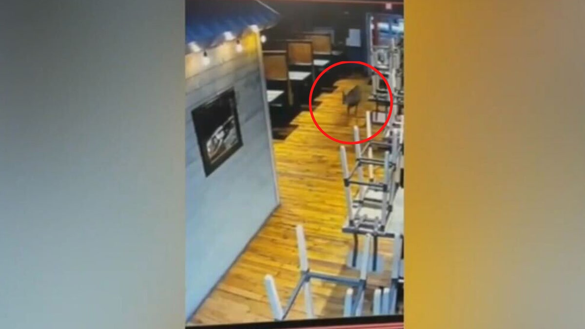 WATCH: Deer crashes through Virginia seafood restaurant's glass door, shocks patrons Deer crashing through glass door