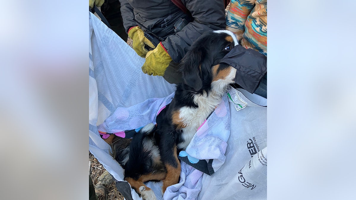 injured dog carried down mountain