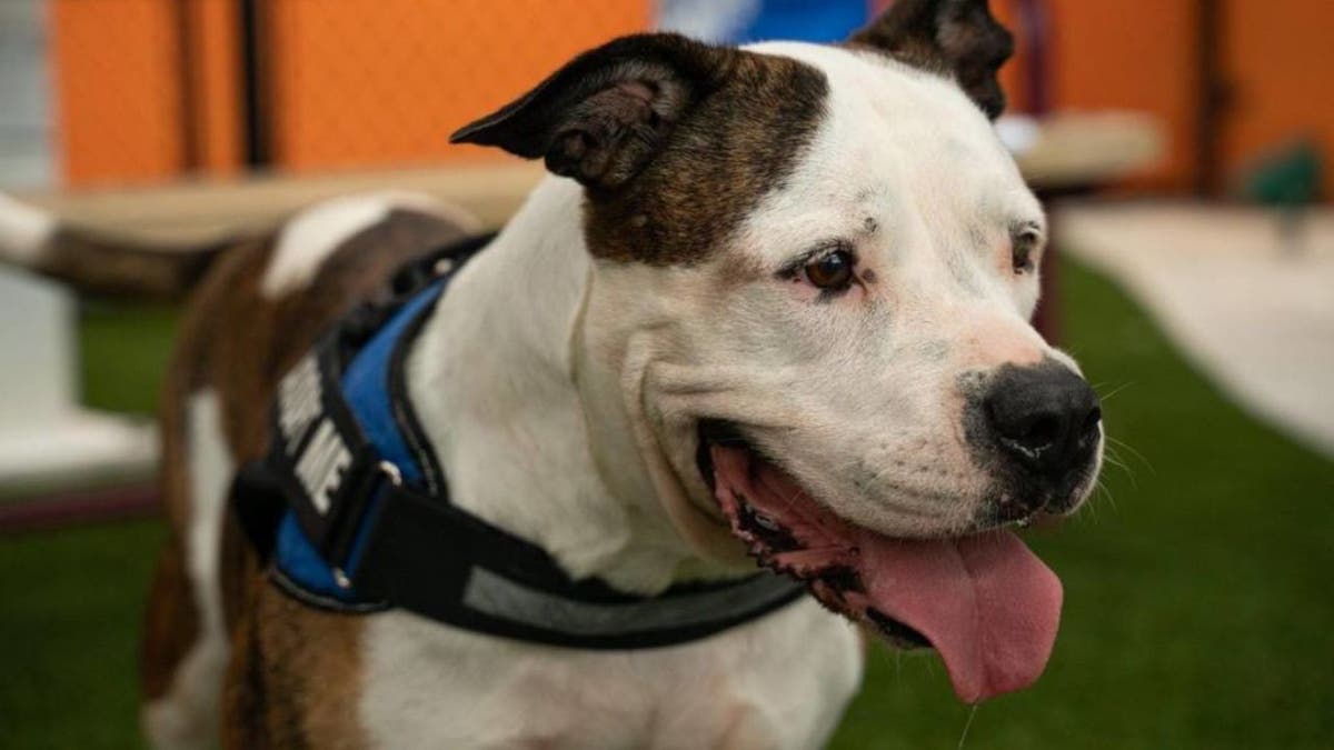 A dog looks on with its tongue hanging out