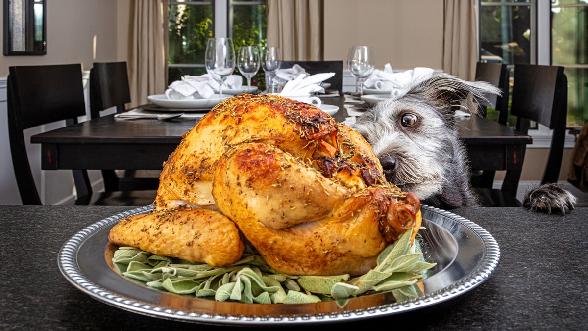 Dog looking at turkey