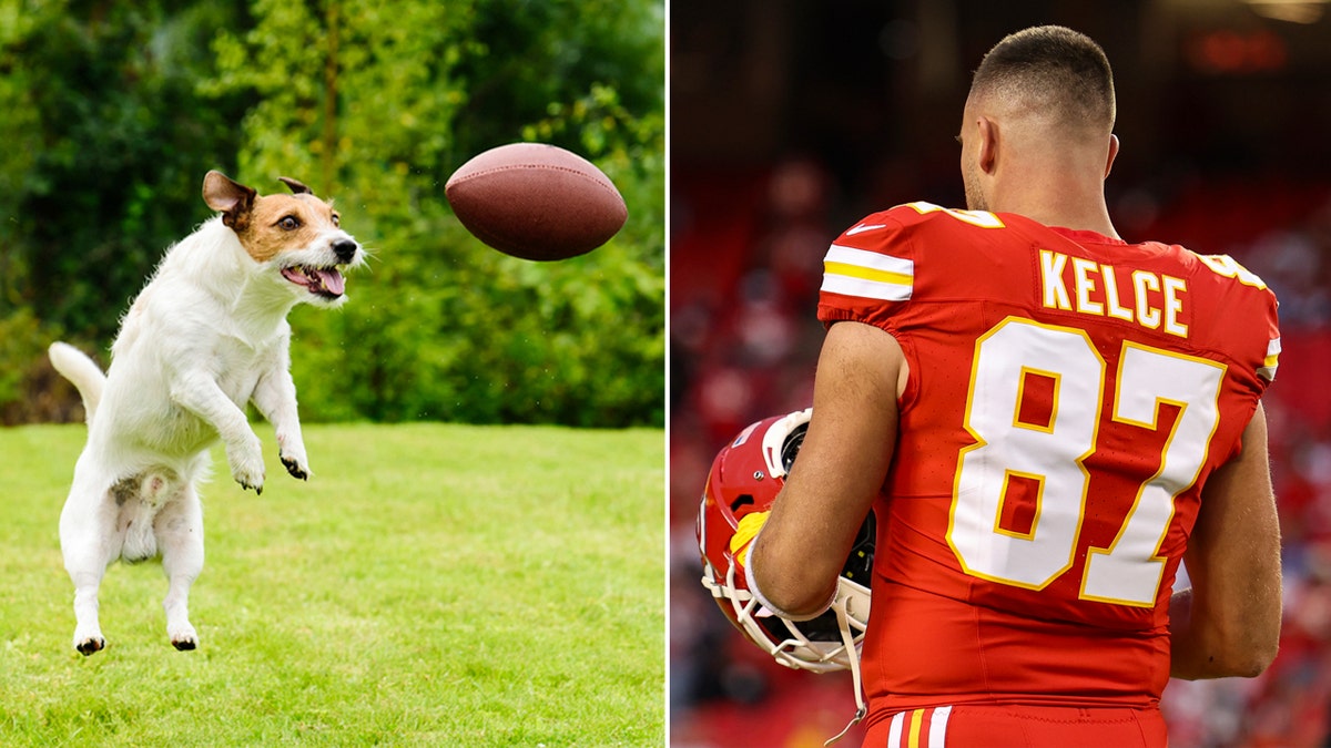 dog with football and Kelce split
