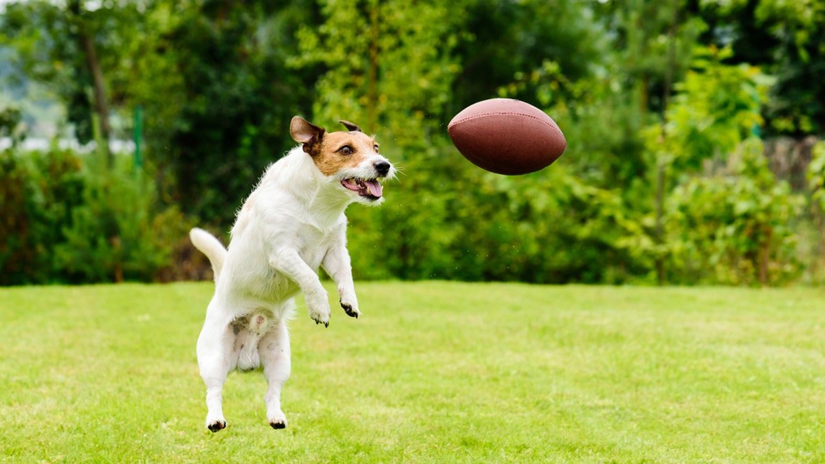 dog playing with football