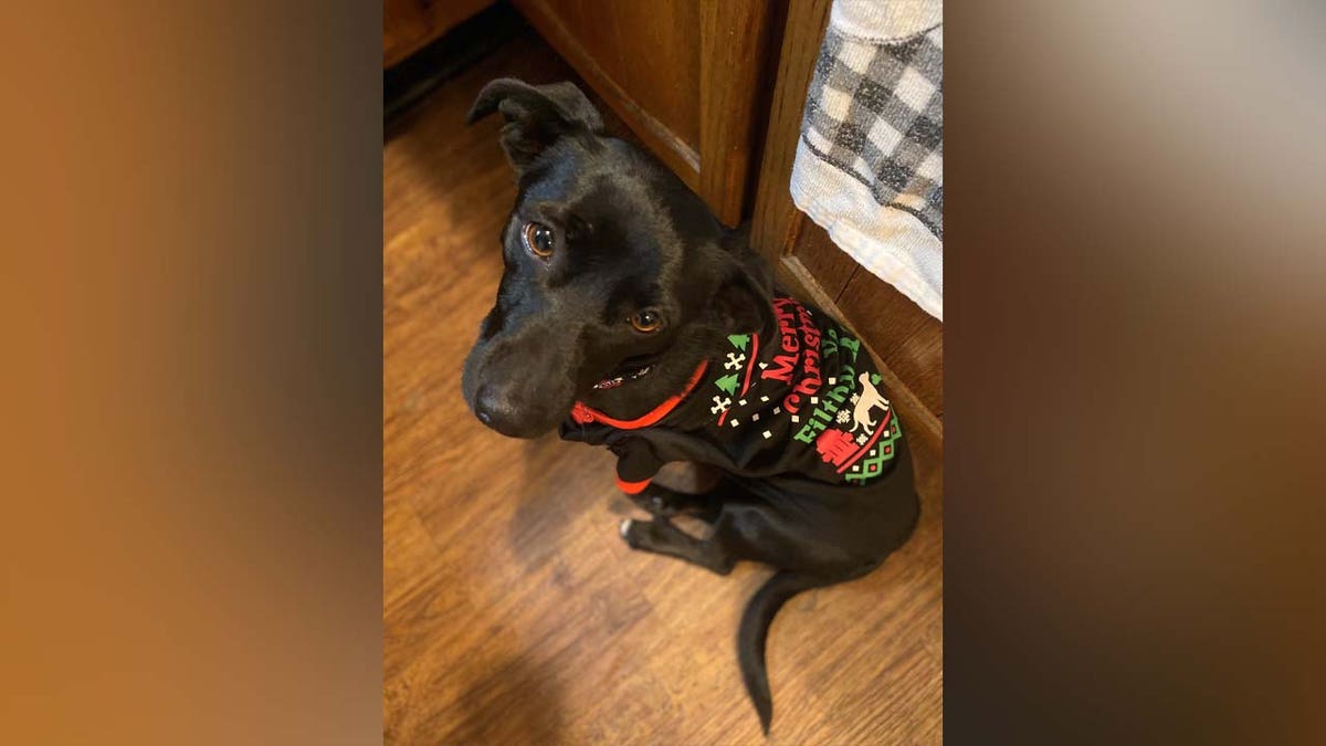 Viral Post From Texas Animal Shelter Helps ‘antisocial’ Dog Find New ...