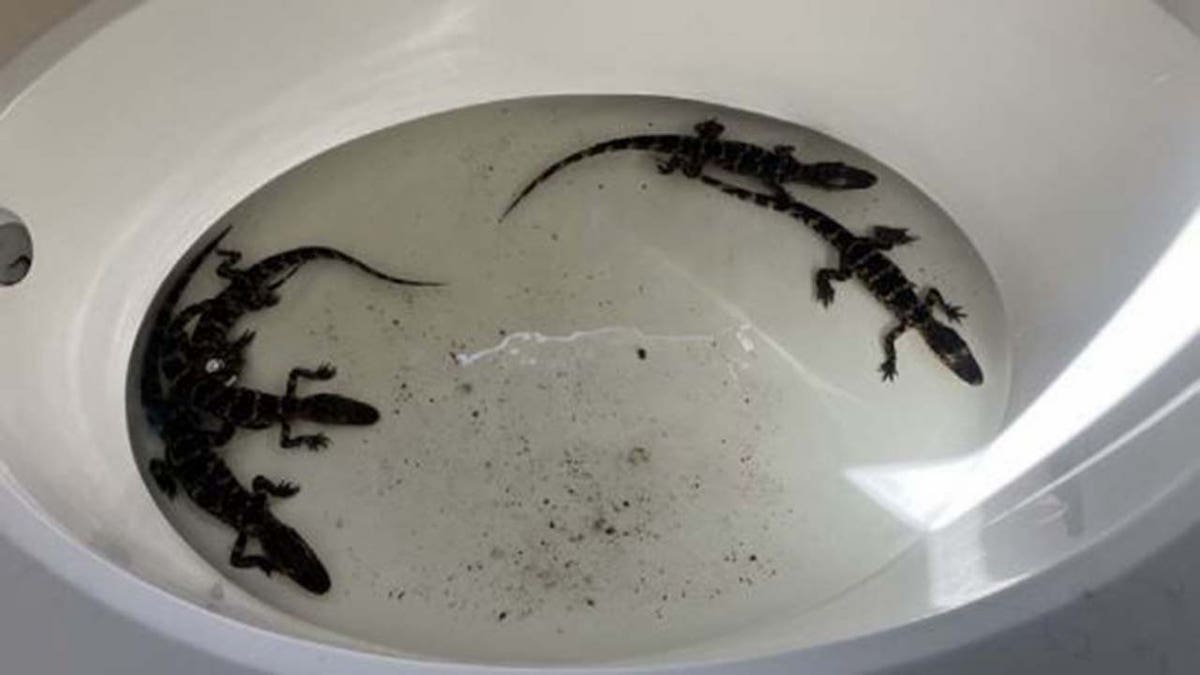 The juvenile alligators were released into Lake Tohopekaliga, per the Commission.