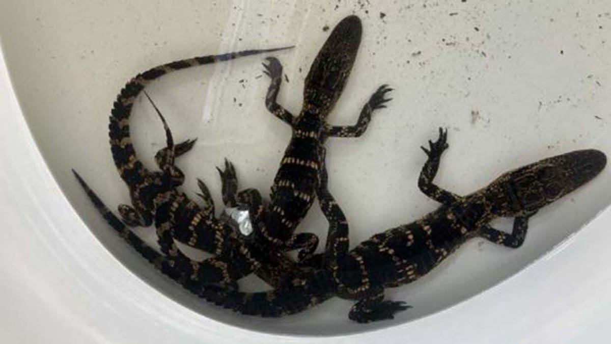 Baby alligators illegally fished out of a pond in Florida