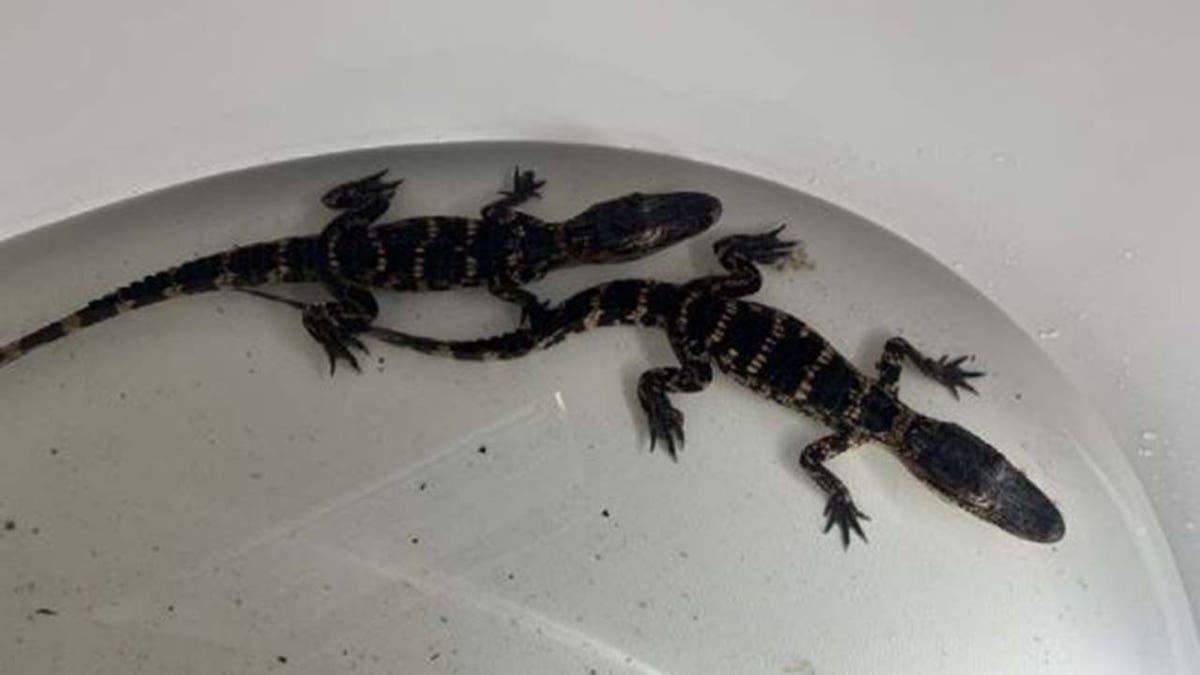 Baby alligators at home in Saint Cloud, Florida