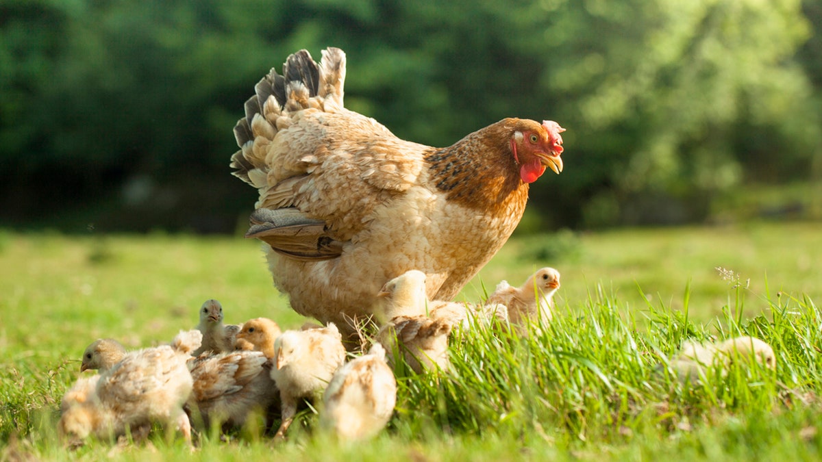阳光明媚的日子，在乡村农场里自由放养的有机母鸡和小鸡。 母鸡妈妈在新生小鸡的包围下享受着自由。 有机农场的自由放养鸡概念
