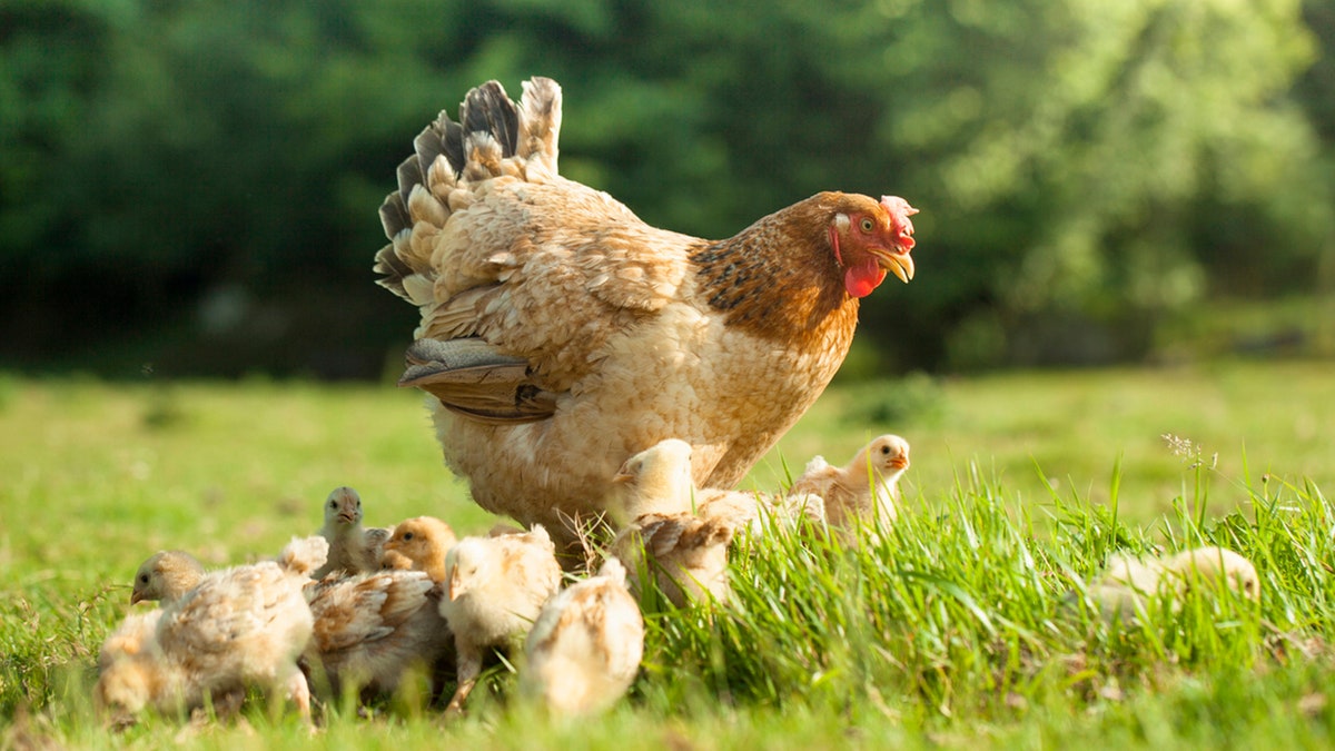 organic free range hen with chicks on a rural farm on a sunny day. Mother hen in freedom surrounded by newborn chicks. Free range hen concept on organic farm