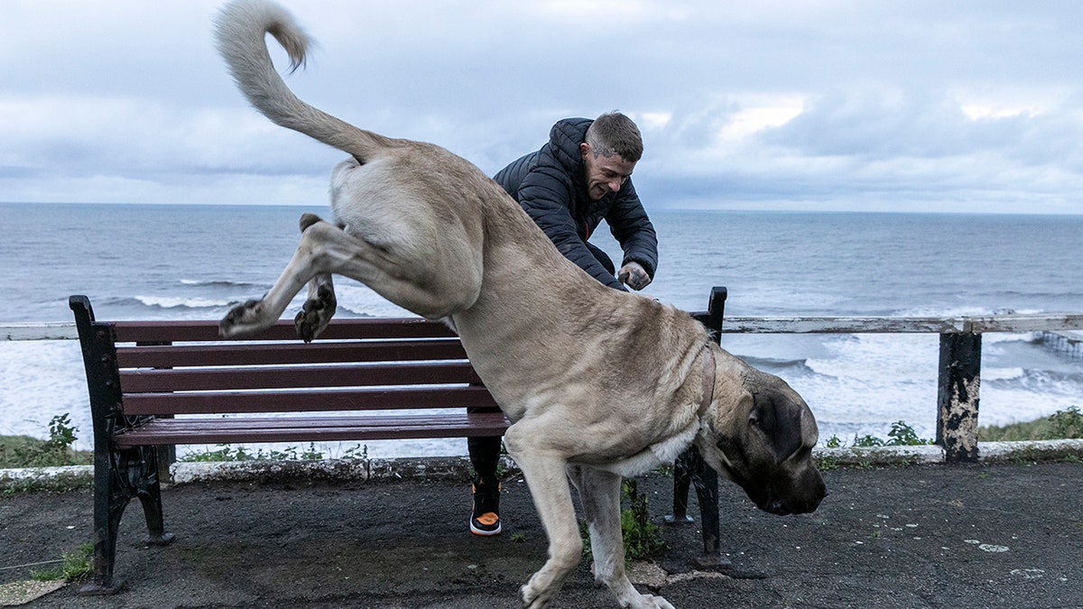 Gentle hotsell giants dog