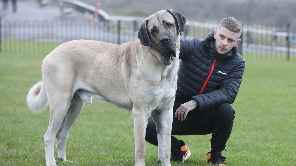 Gentle giant dog at 250 pounds eats an entire chicken daily as owner spends nearly 5K a year on food Fox News