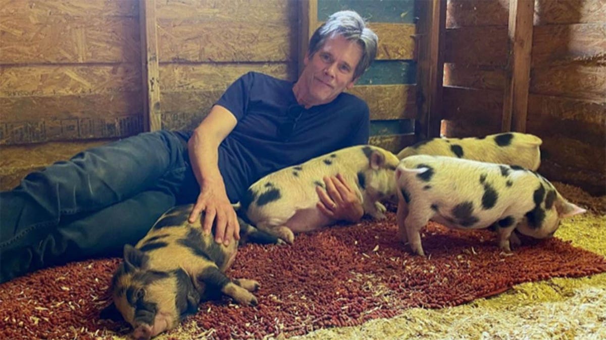 kevin bacon in barn with pigs