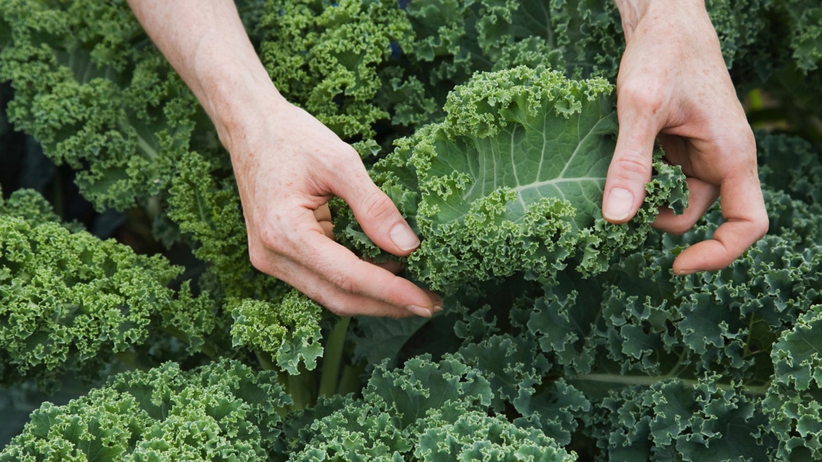 farming kale