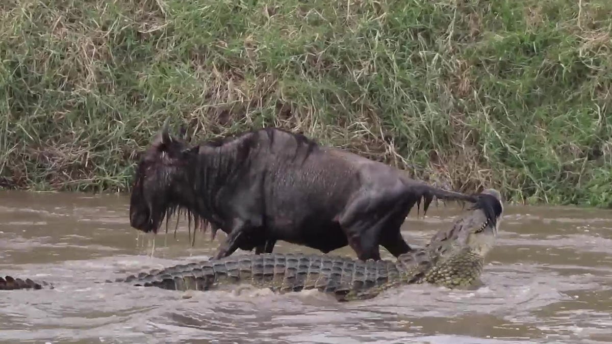 Wildebeest and crocodile